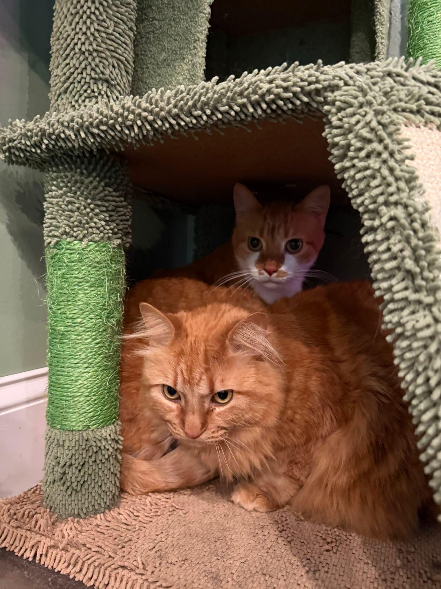 Tiger & Helper, adopted, Adult Male Domestic Long Hair.