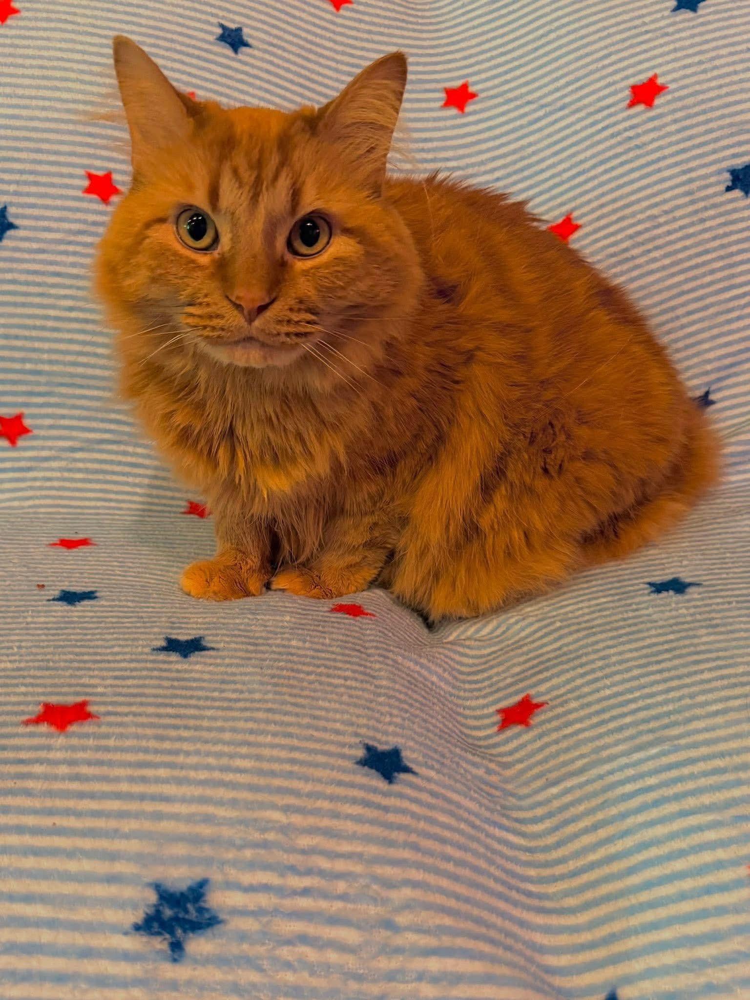 Tiger & Helper, an adopted Domestic Long Hair in Cosby, TN image 3/6