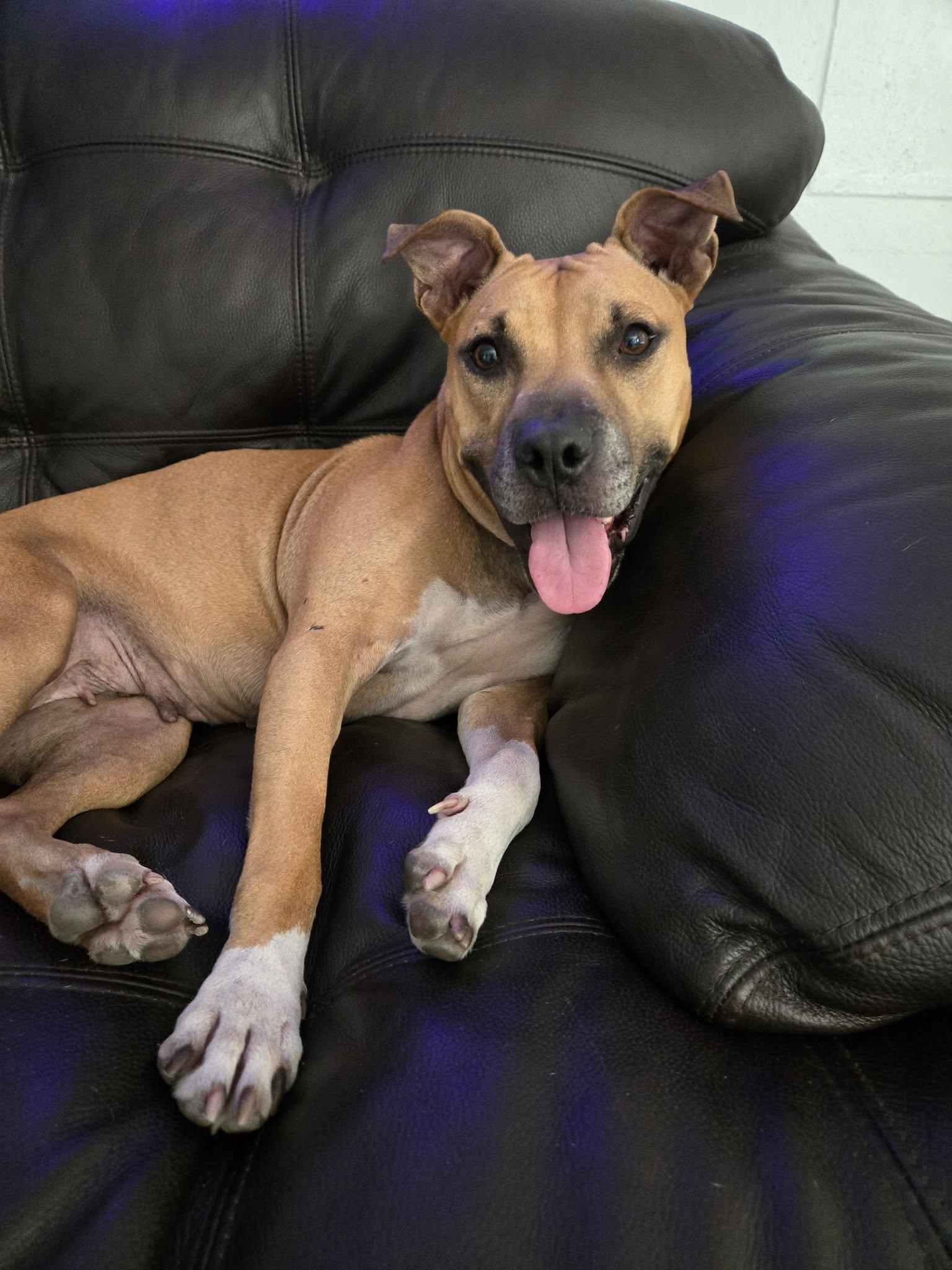 Enlarge Fiona, a ADOPTABLE mixed breed in Umatilla, FL image 3/5