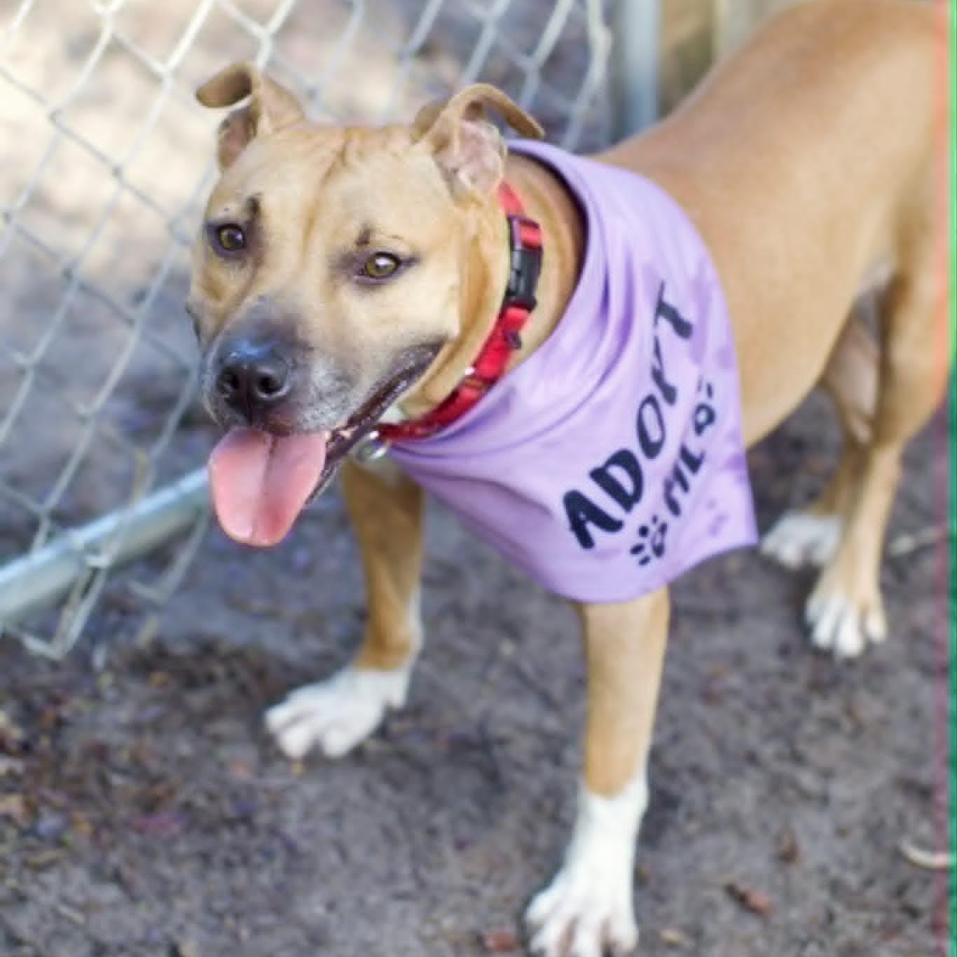 Enlarge Fiona, a ADOPTABLE mixed breed in Umatilla, FL image 4/5