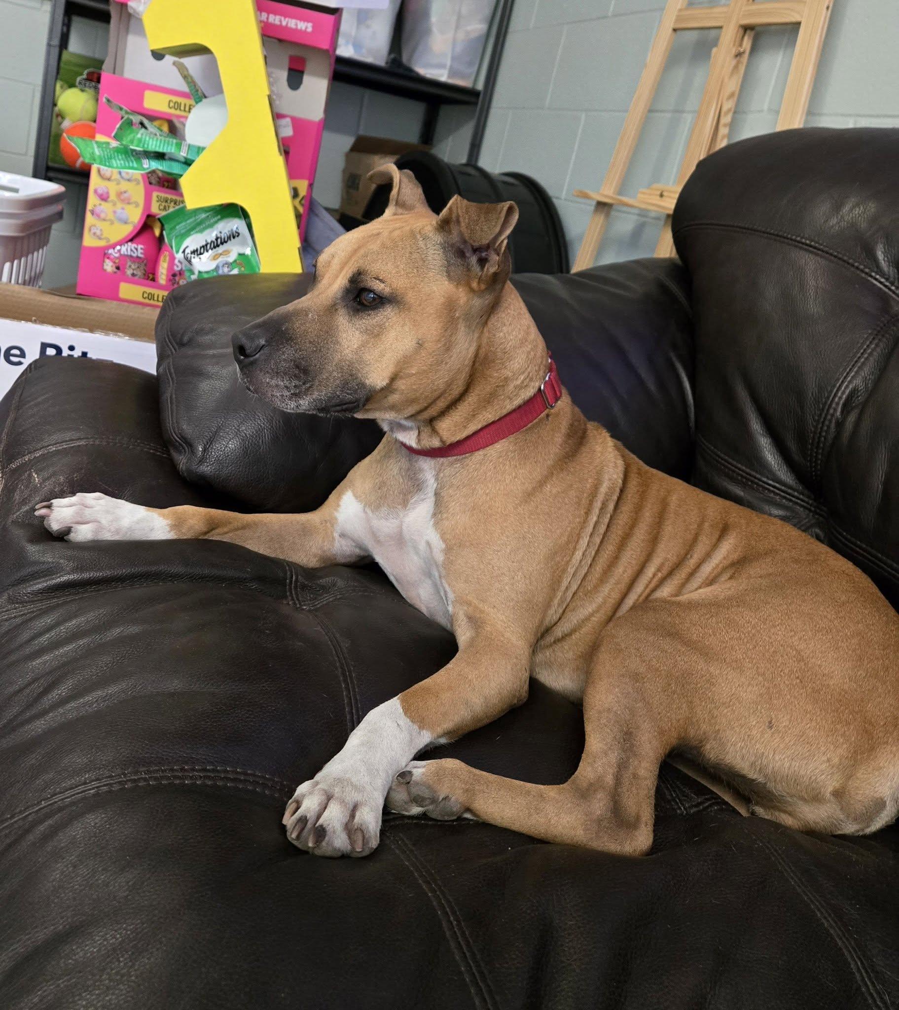 Enlarge Fiona, a ADOPTABLE mixed breed in Umatilla, FL image 5/5