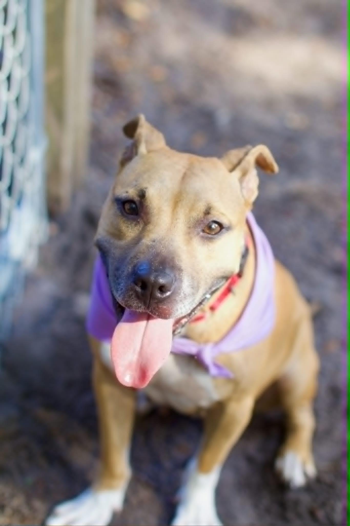 Enlarge Fiona, a ADOPTABLE mixed breed in Umatilla, FL image 2/5