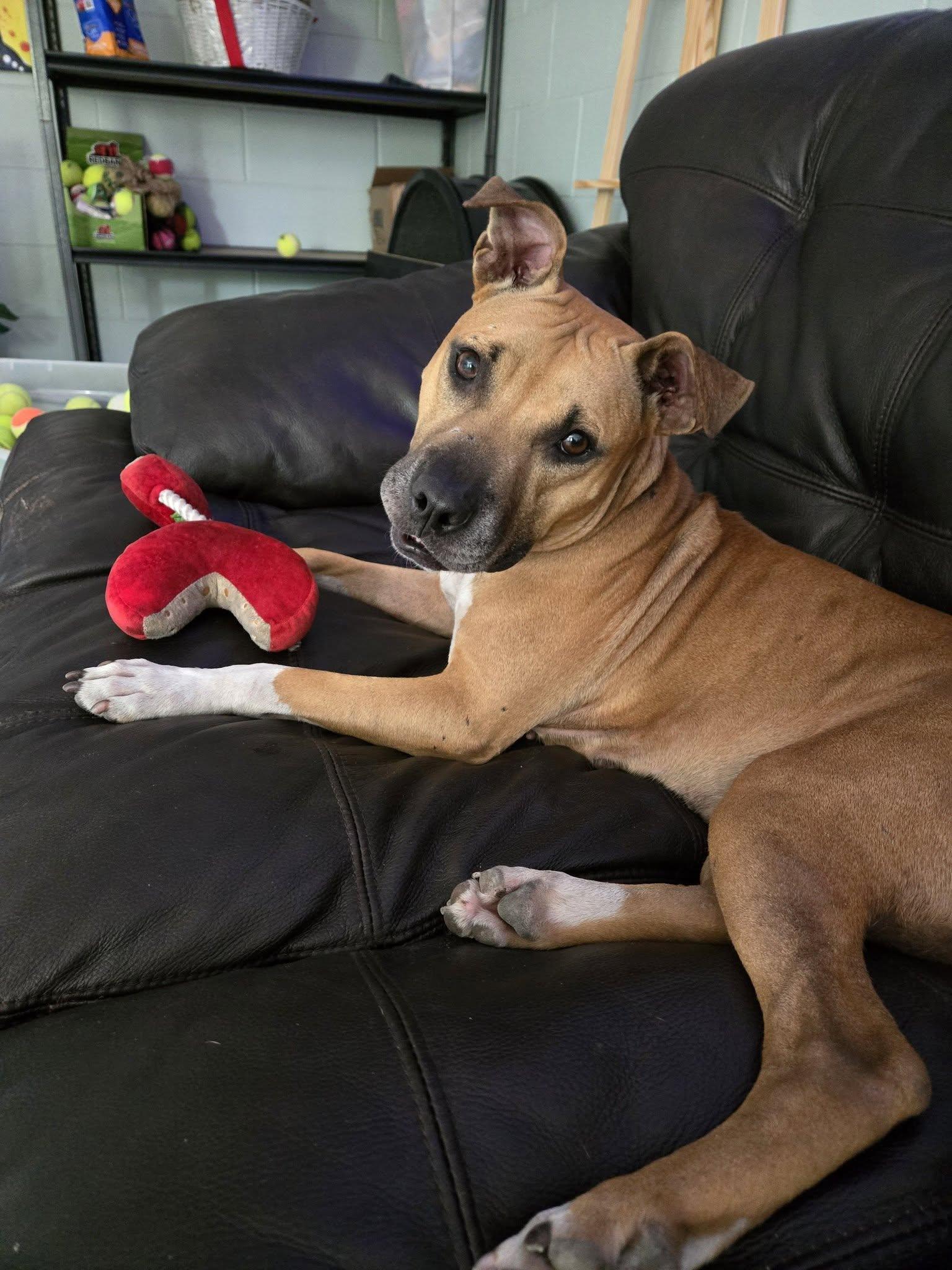 Enlarge Fiona, a ADOPTABLE mixed breed in Umatilla, FL image 1/5