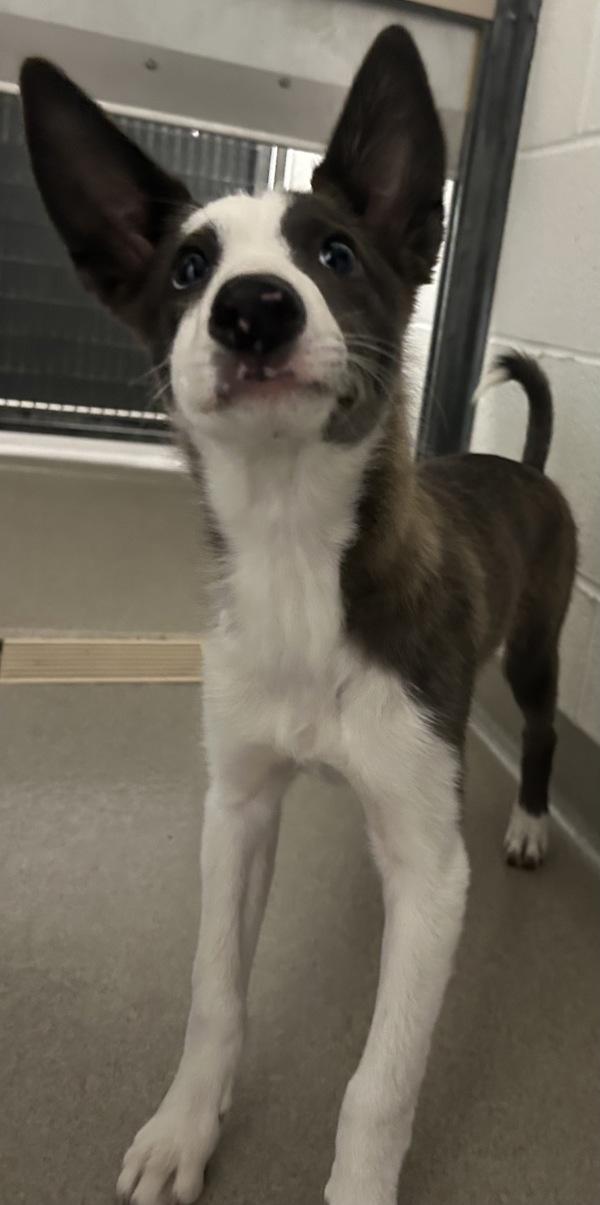 Enlarge *Scottie*, a Adoptable mixed breed in Salt Lake City, UT image 1/1