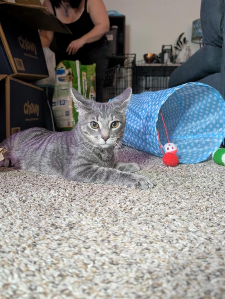 Enlarge Chaos, a Adoptable mixed breed in Carrollton, VA image 1/4