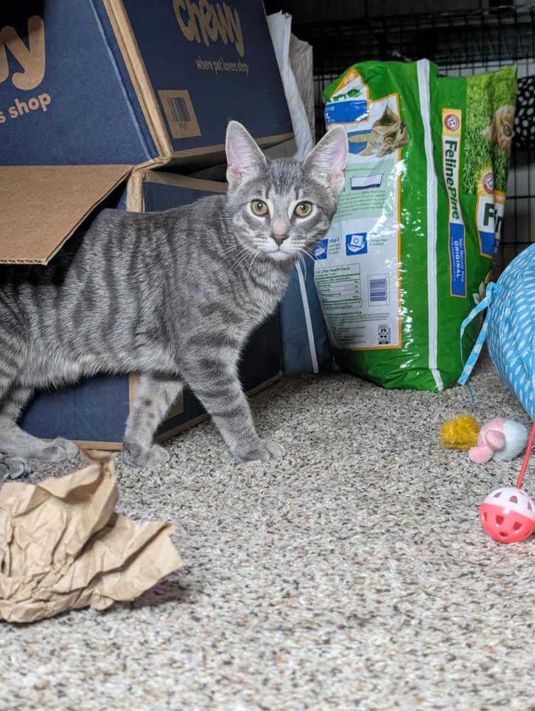 Enlarge Chaos, a Adoptable mixed breed in Carrollton, VA image 2/4