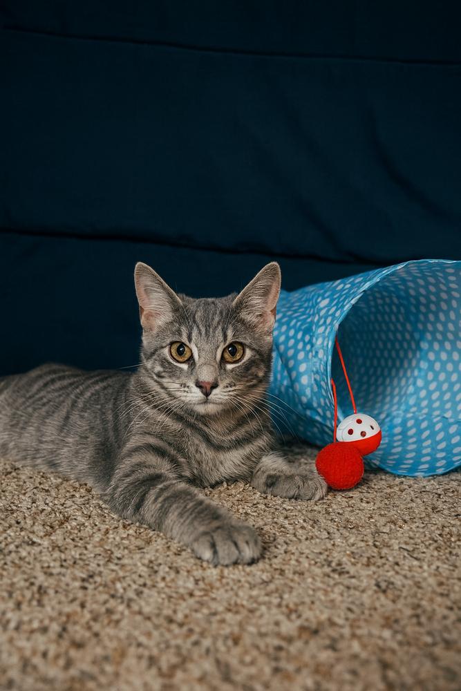 Enlarge Chaos, a Adoptable mixed breed in Carrollton, VA image 3/4