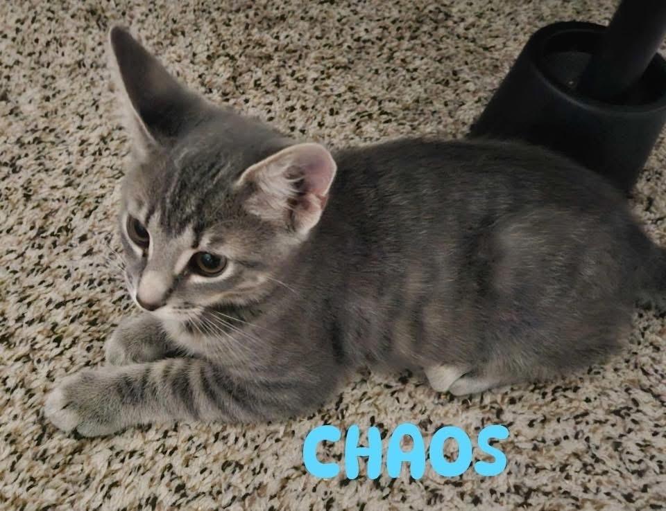 Enlarge Chaos, a Adoptable mixed breed in Carrollton, VA image 4/4