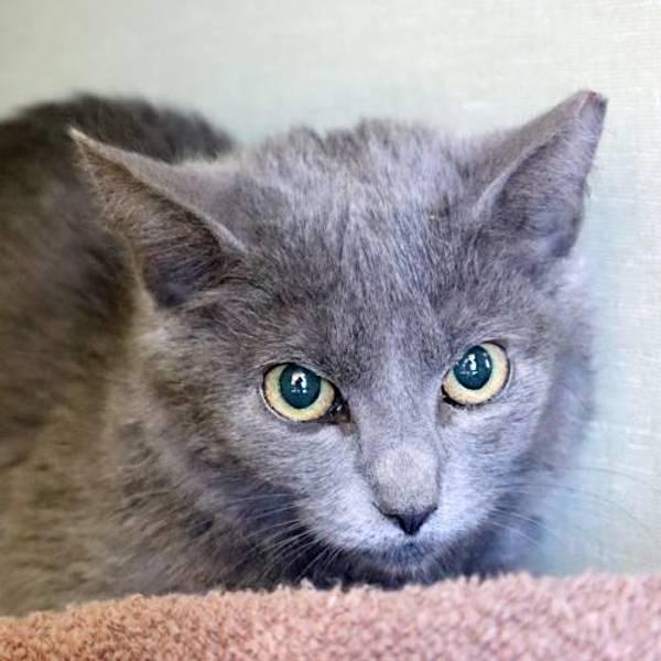 Jack, Adoptable, Kitten Female Domestic Short Hair.