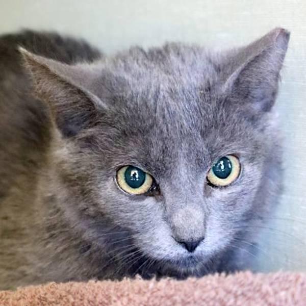 Enlarge Jack, a Adoptable mixed breed in Fort Davis, TX image 2/2