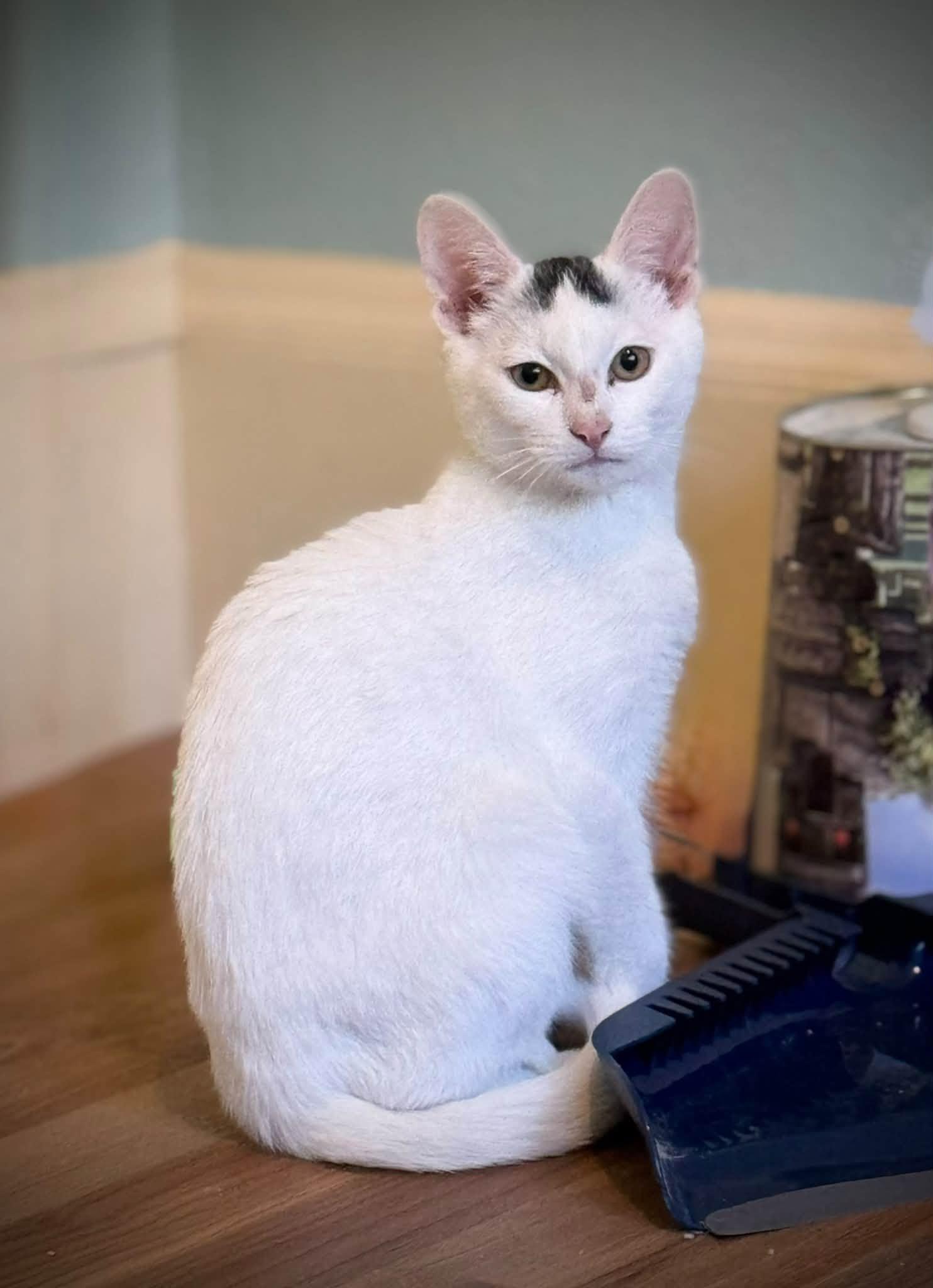 Enlarge Victor (Toupee) - kitten, a Adoptable Domestic Short Hair in Enfield, CT image 1/2