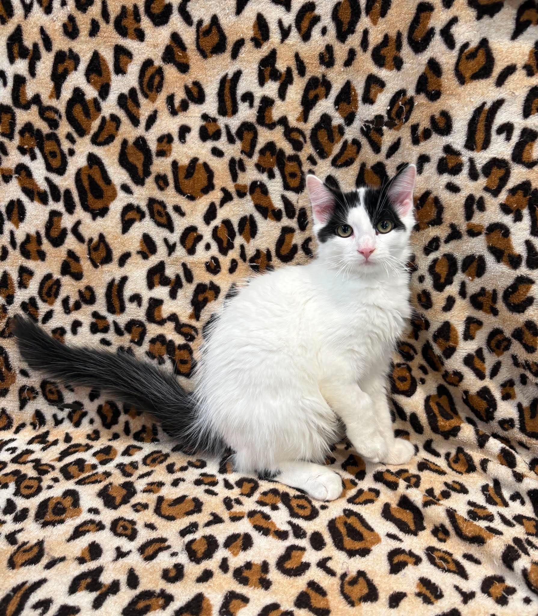 Enlarge BARISTA, an adopted Domestic Medium Hair in Tillsonburg, ON image 2/2