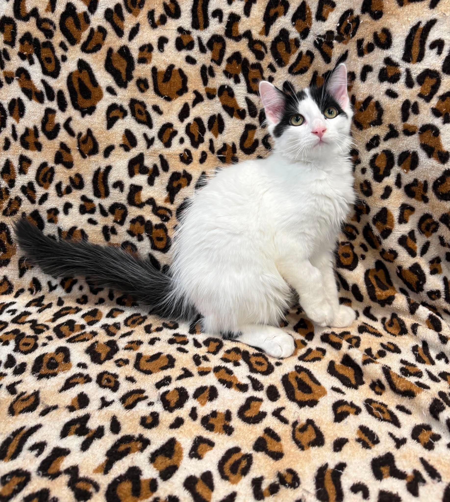 BARISTA, adopted, Kitten Male Domestic Medium Hair.