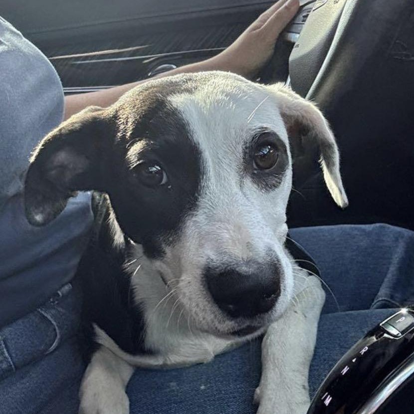 Enlarge Dottie, a Adoptable Mixed Breed in Key Largo, FL image 5/5