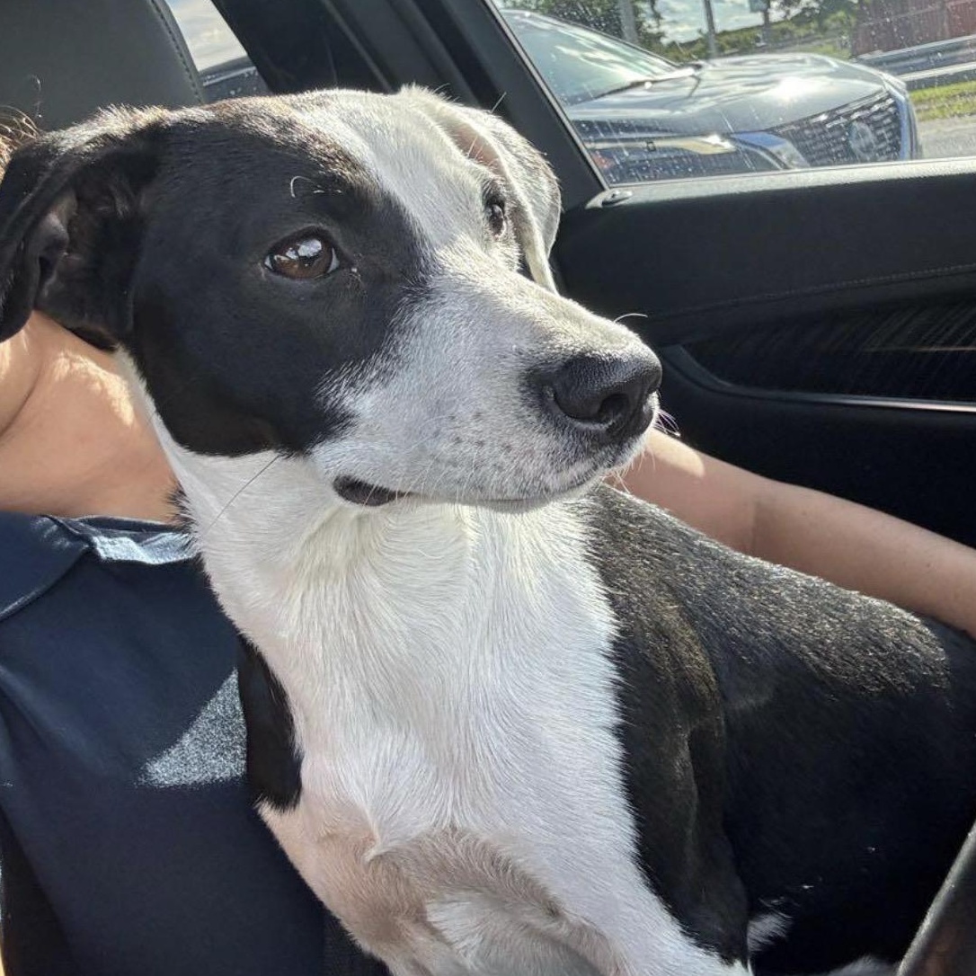 Enlarge Dottie, a Adoptable Mixed Breed in Key Largo, FL image 4/5