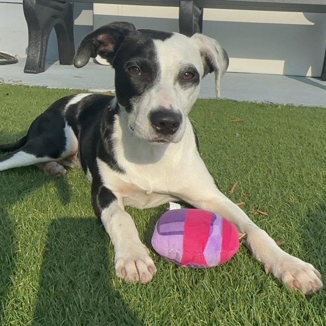 Enlarge Dottie, a Adoptable Mixed Breed in Key Largo, FL image 2/5