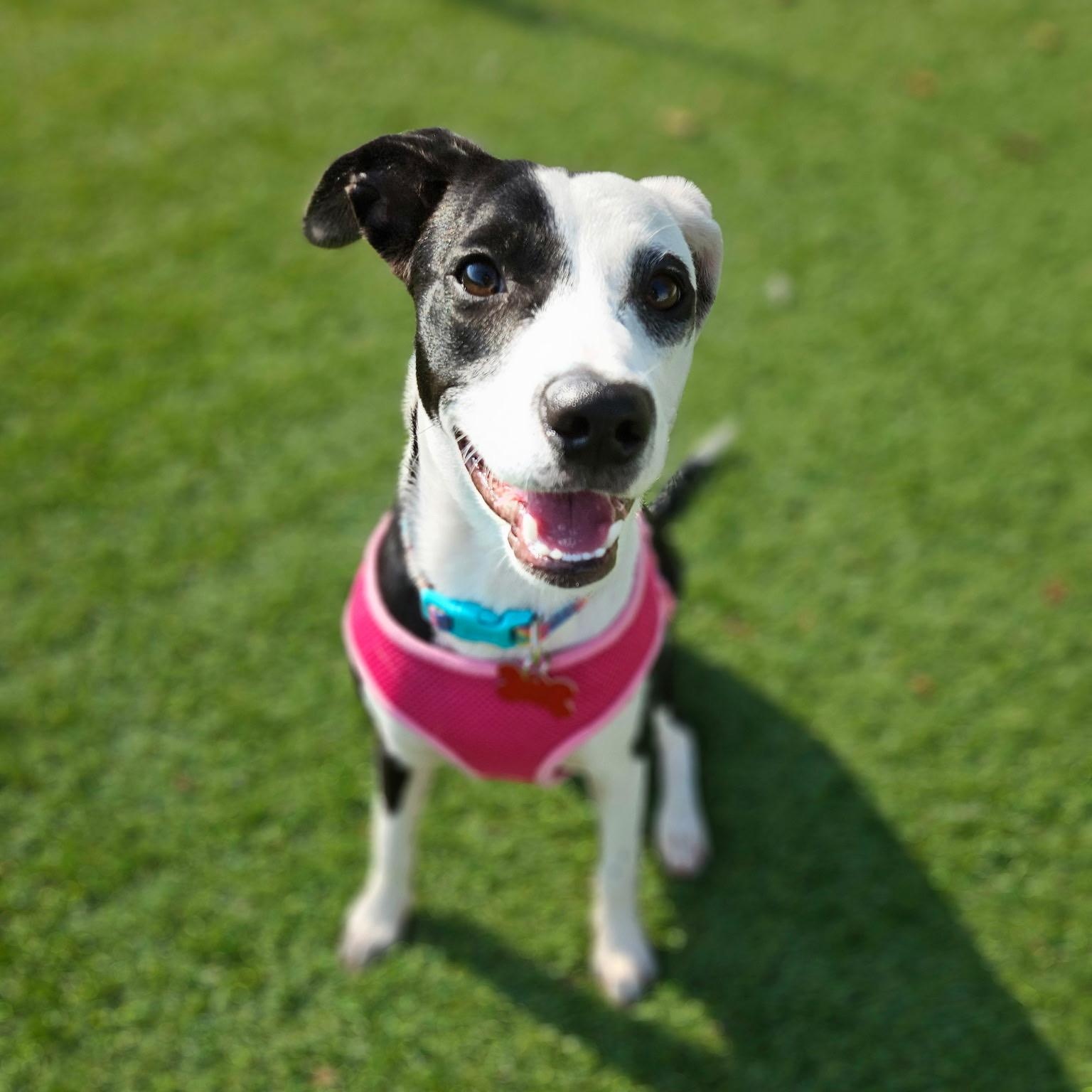 Dottie, Adoptable, Puppy Female Mixed Breed.
