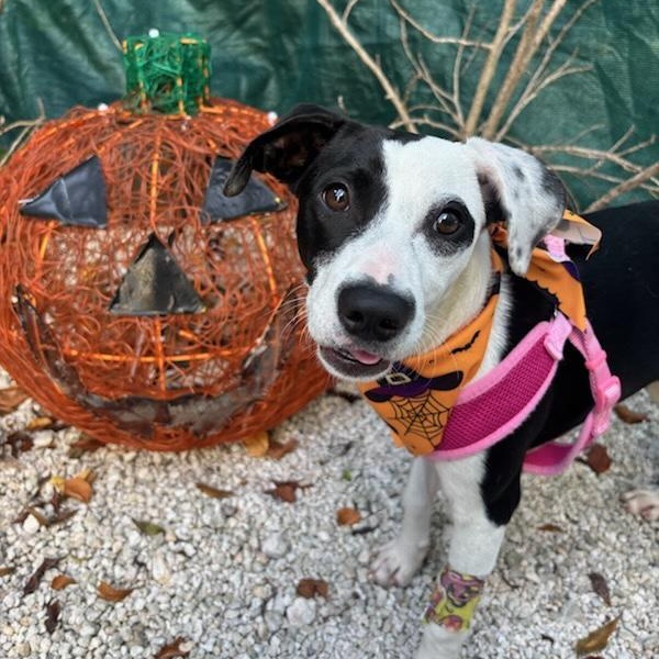 Enlarge Dottie, a Adoptable Mixed Breed in Key Largo, FL image 3/5
