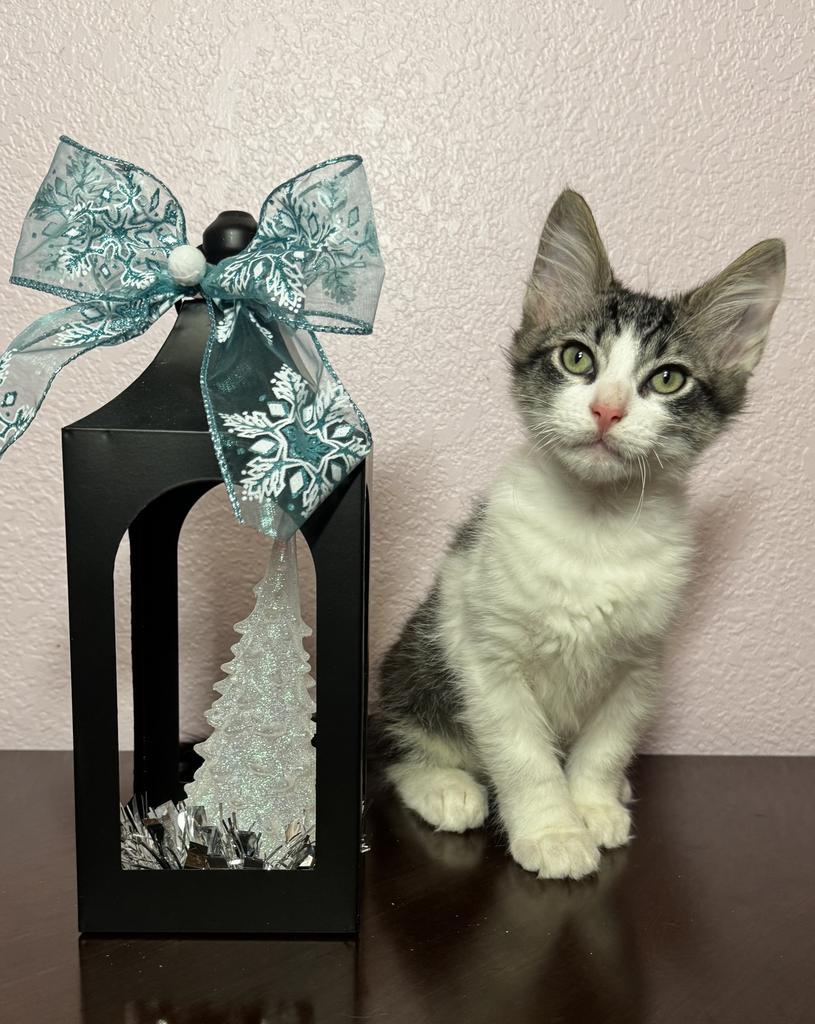 Colin, Adoptable, Kitten Male Domestic Long Hair.