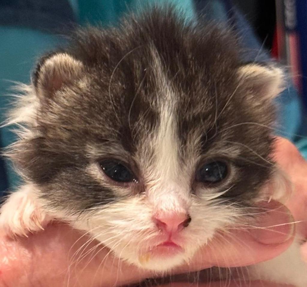 Colin, a Adoptable mixed breed in Ontario, OR image 2/2