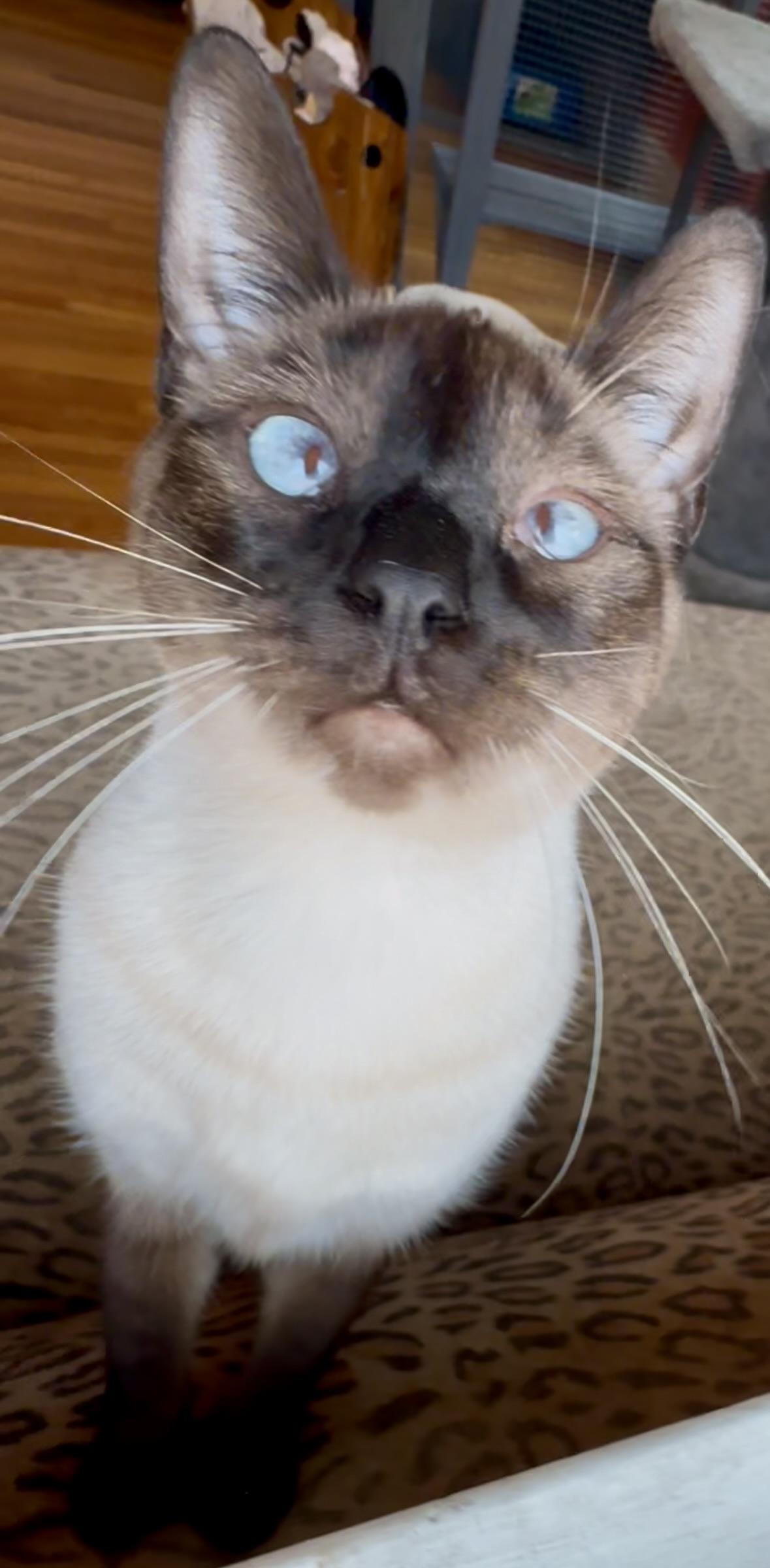 Paris, Adoptable, Young Female Siamese.