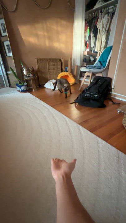 Enlarge Paris, a Adoptable Siamese in Pacific Palisades, CA video 2/5