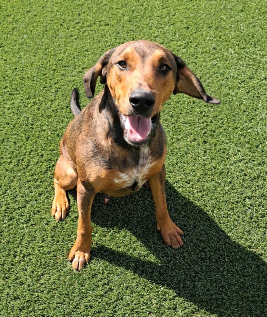 Enlarge Magneto, a ADOPTABLE mixed breed in Frankfort, KY image 2/2