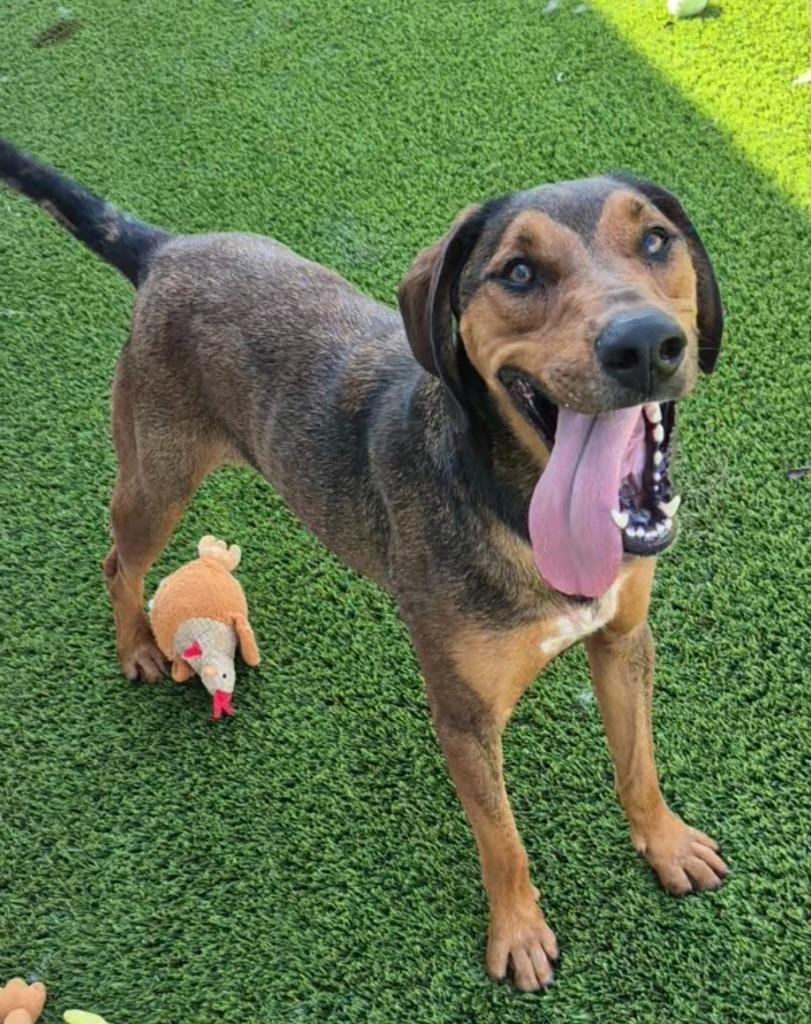 Enlarge Magneto, a Adoptable mixed breed in Frankfort, KY image 1/3