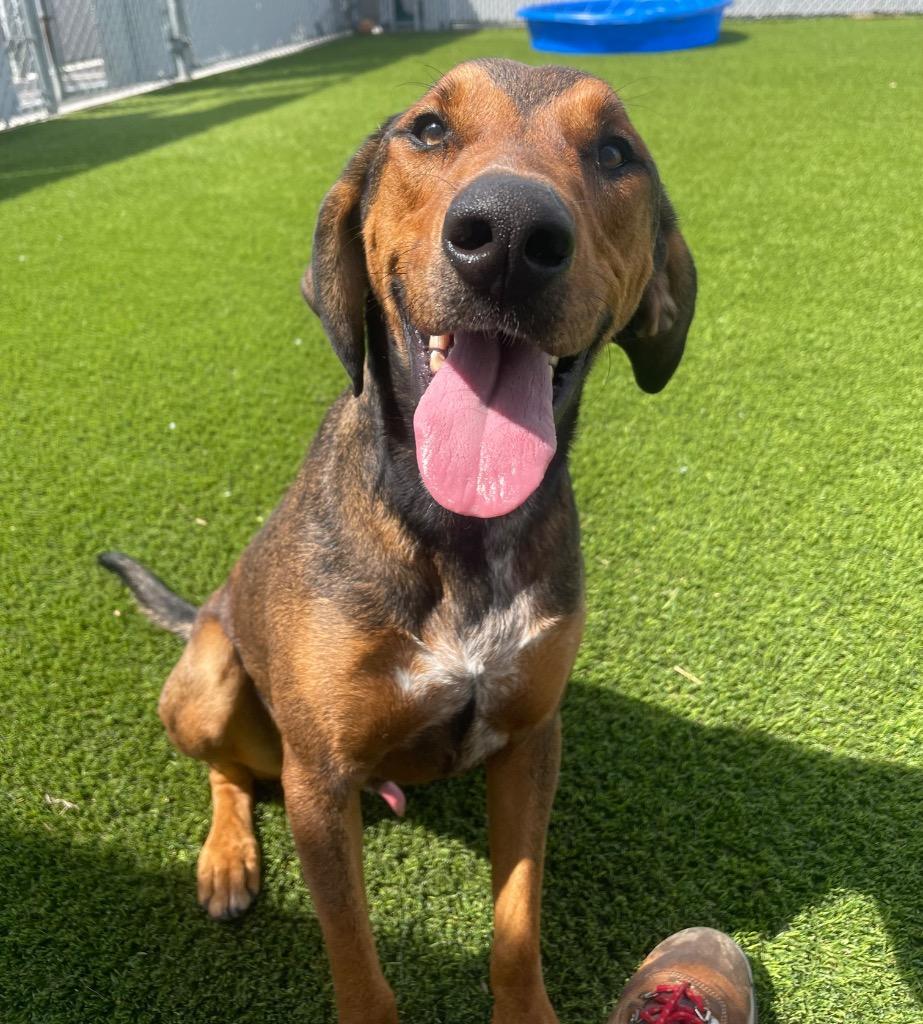 Enlarge Magneto, a ADOPTABLE mixed breed in Frankfort, KY image 1/2