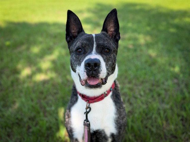 WALTER, Adoptable, Adult Male Dutch Shepherd.