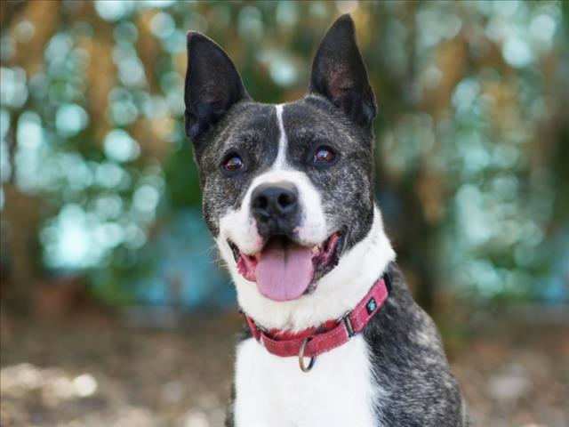 Enlarge WALTER, a Adoptable Dutch Shepherd in Tavares, FL image 1/1
