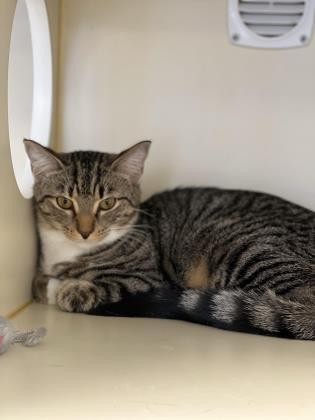 Coco, Adoptable, Adult Female Domestic Short Hair & Domestic Short Hair.