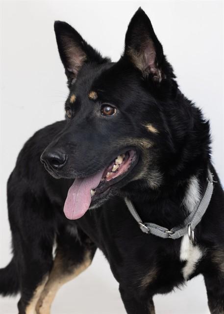 MILO, Adoptable, Adult Male German Shepherd Dog.