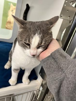 Jon Snow, Adoptable, Adult Male Domestic Short Hair & Domestic Short Hair.