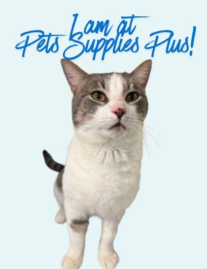 Jon Snow, a Adoptable mixed breed in Columbus, IN image 2/3