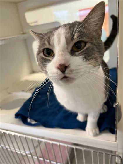 Enlarge Jon Snow, a Adoptable mixed breed in Columbus, IN image 3/3