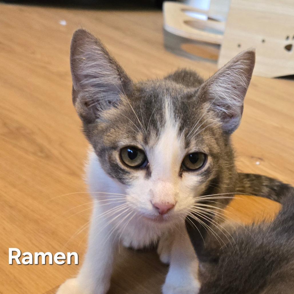 Enlarge Ramen, a Adoptable Domestic Short Hair in Houston, TX image 1/1