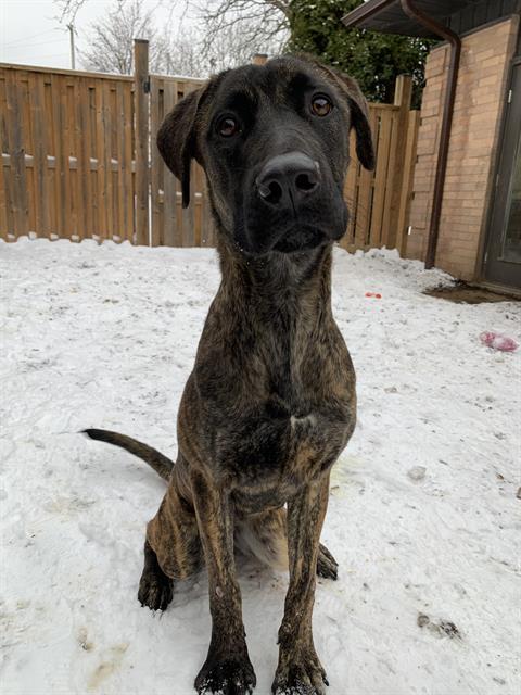 MYSTERIE, Adoptable, Young Female Cane Corso & Labrador Retriever.