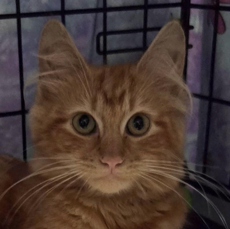 Marmalade, Adopted, Kitten Female Domestic Medium Hair.
