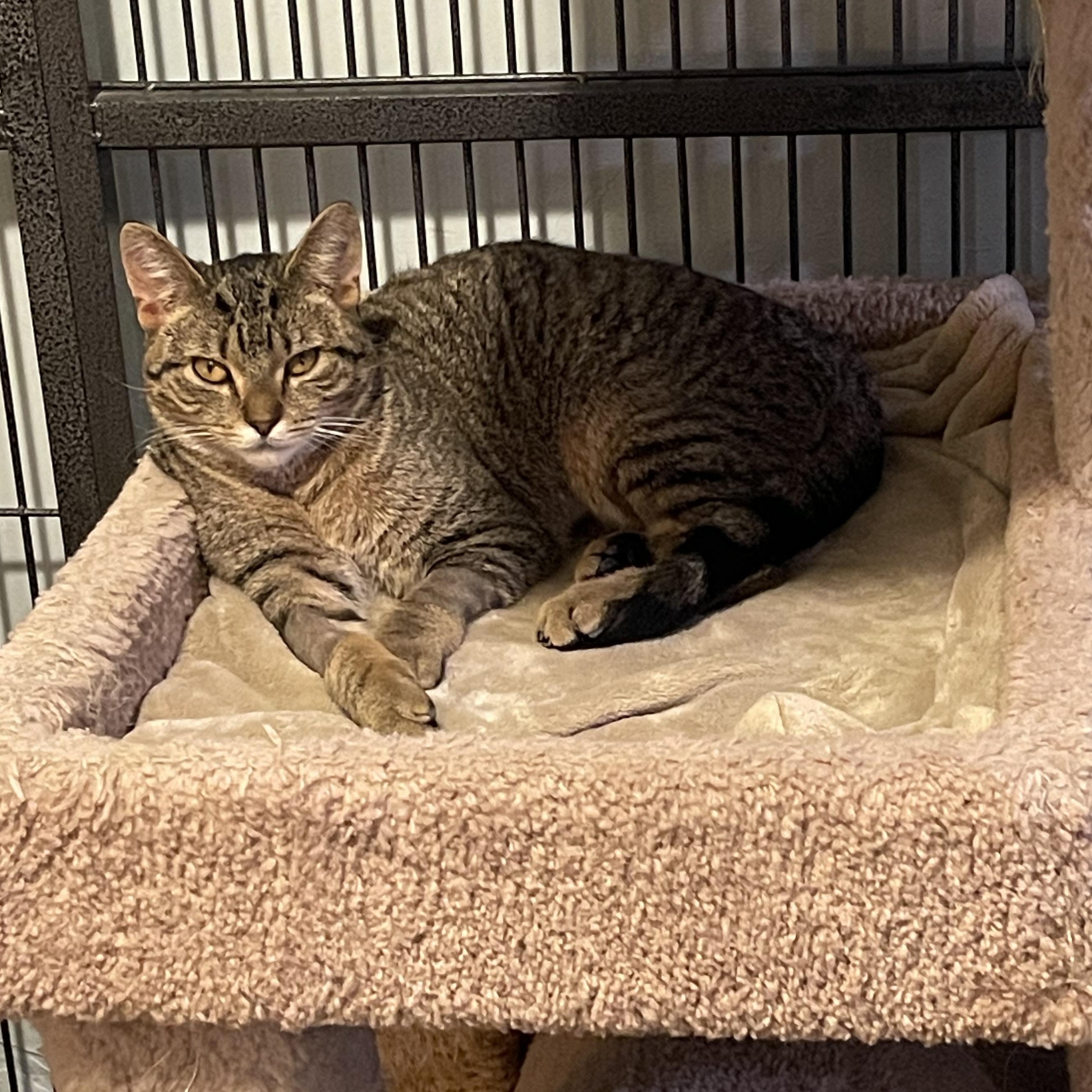 Cole, ADOPTABLE, Young Male Domestic Short Hair.