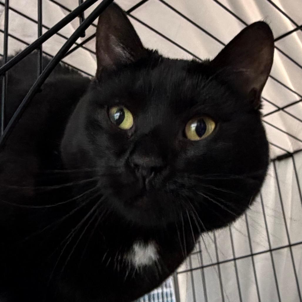 Scarlett, a Adoptable American Shorthair in Troy, VA image 1/2
