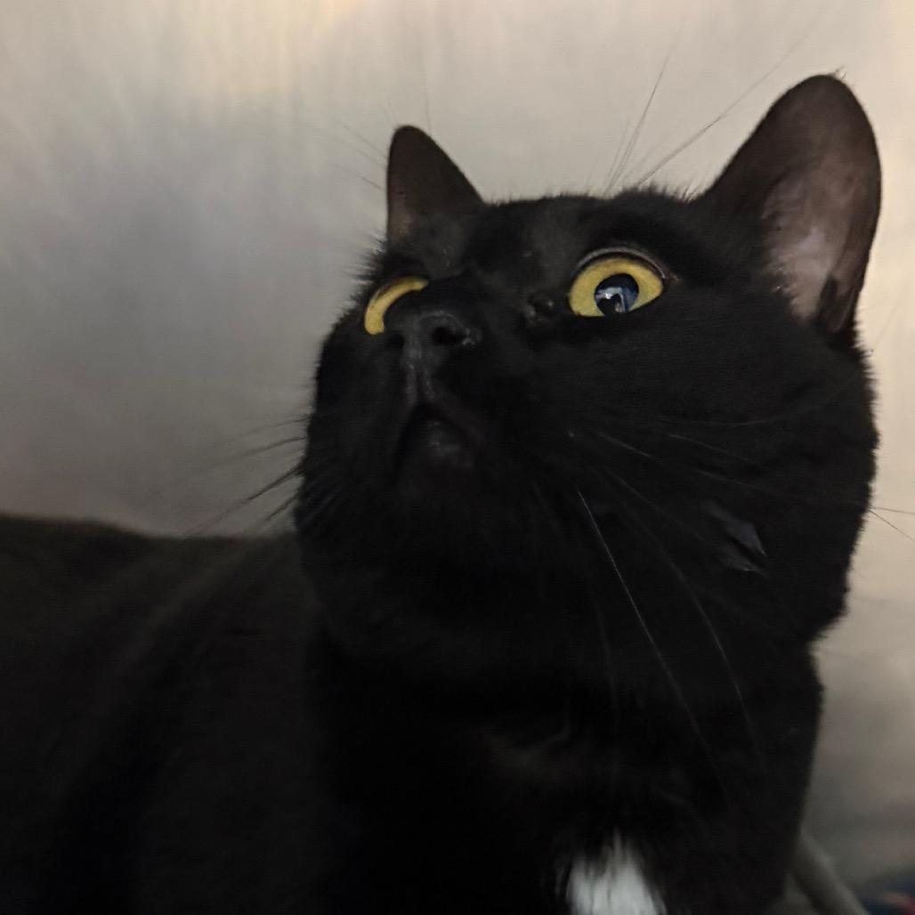 Scarlett, a Adoptable American Shorthair in Troy, VA image 2/2