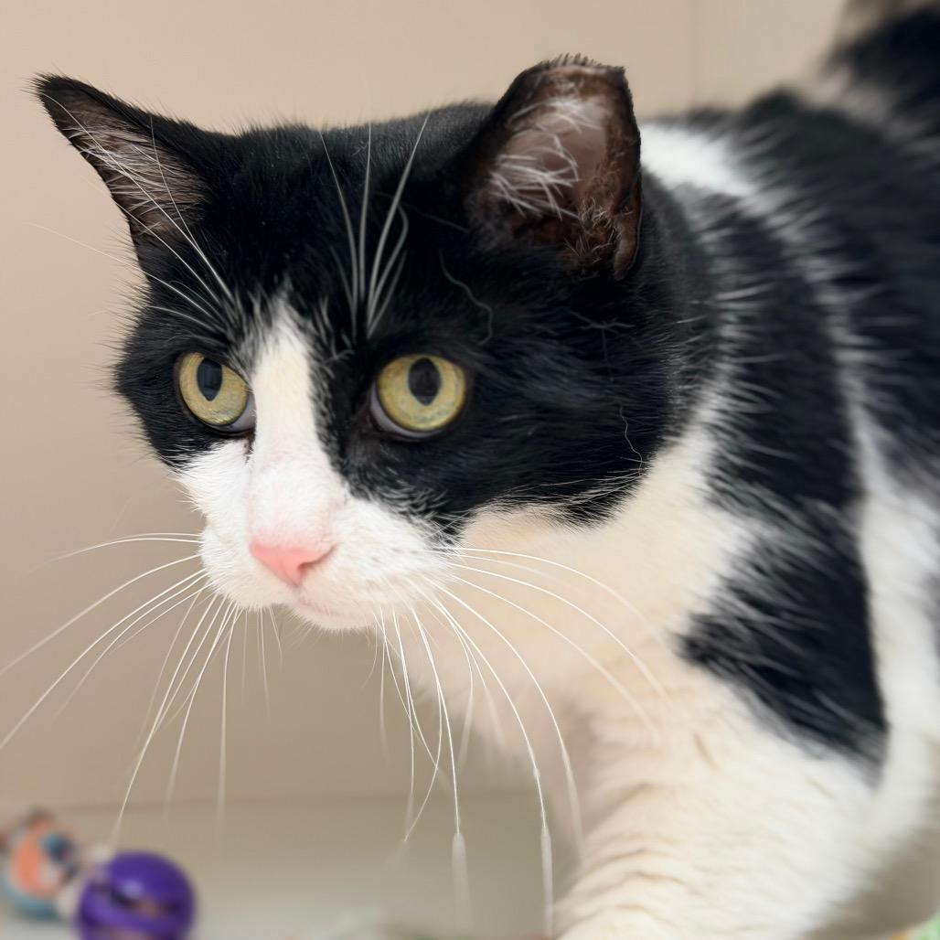 Enlarge Penny, a Adoptable Domestic Short Hair in Champaign, IL image 1/6