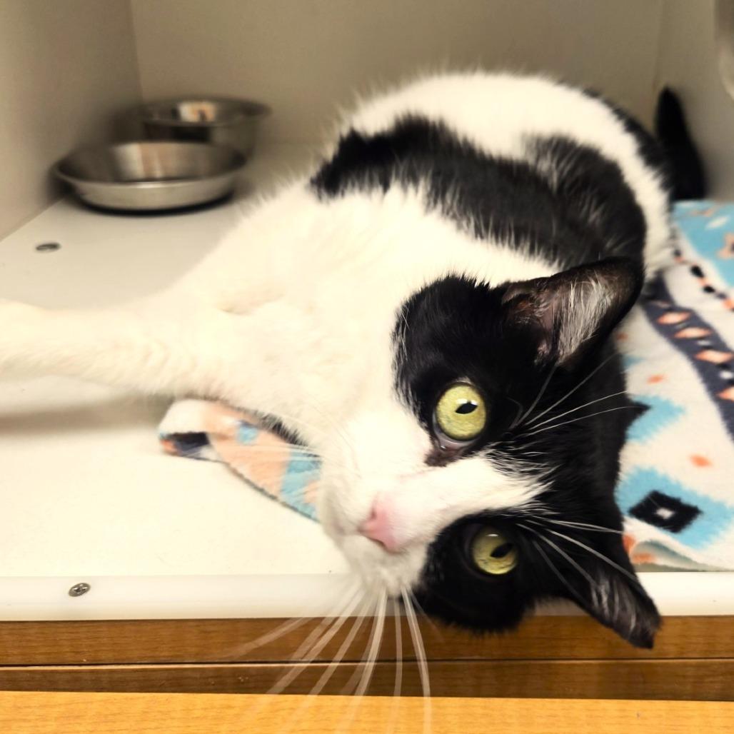 Enlarge Penny, a Adoptable Domestic Short Hair in Champaign, IL image 2/6