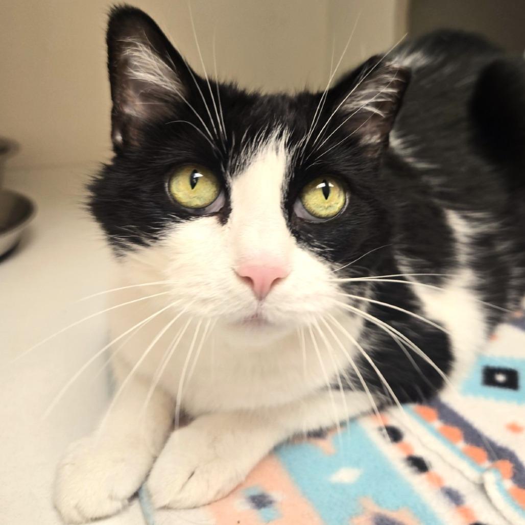 Enlarge Penny, a Adoptable Domestic Short Hair in Champaign, IL image 3/6