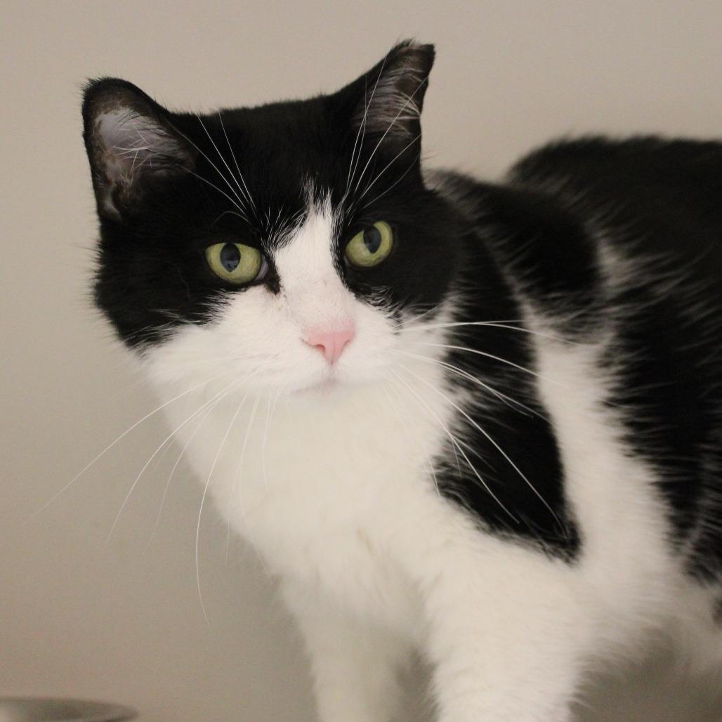 Enlarge Penny, a Adoptable Domestic Short Hair in Champaign, IL image 4/6
