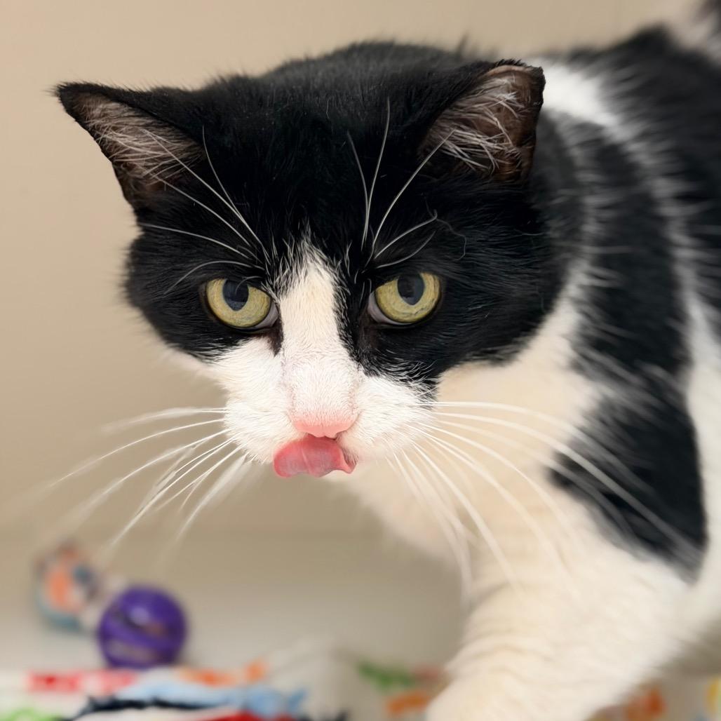 Enlarge Penny, a Adoptable Domestic Short Hair in Champaign, IL image 5/6