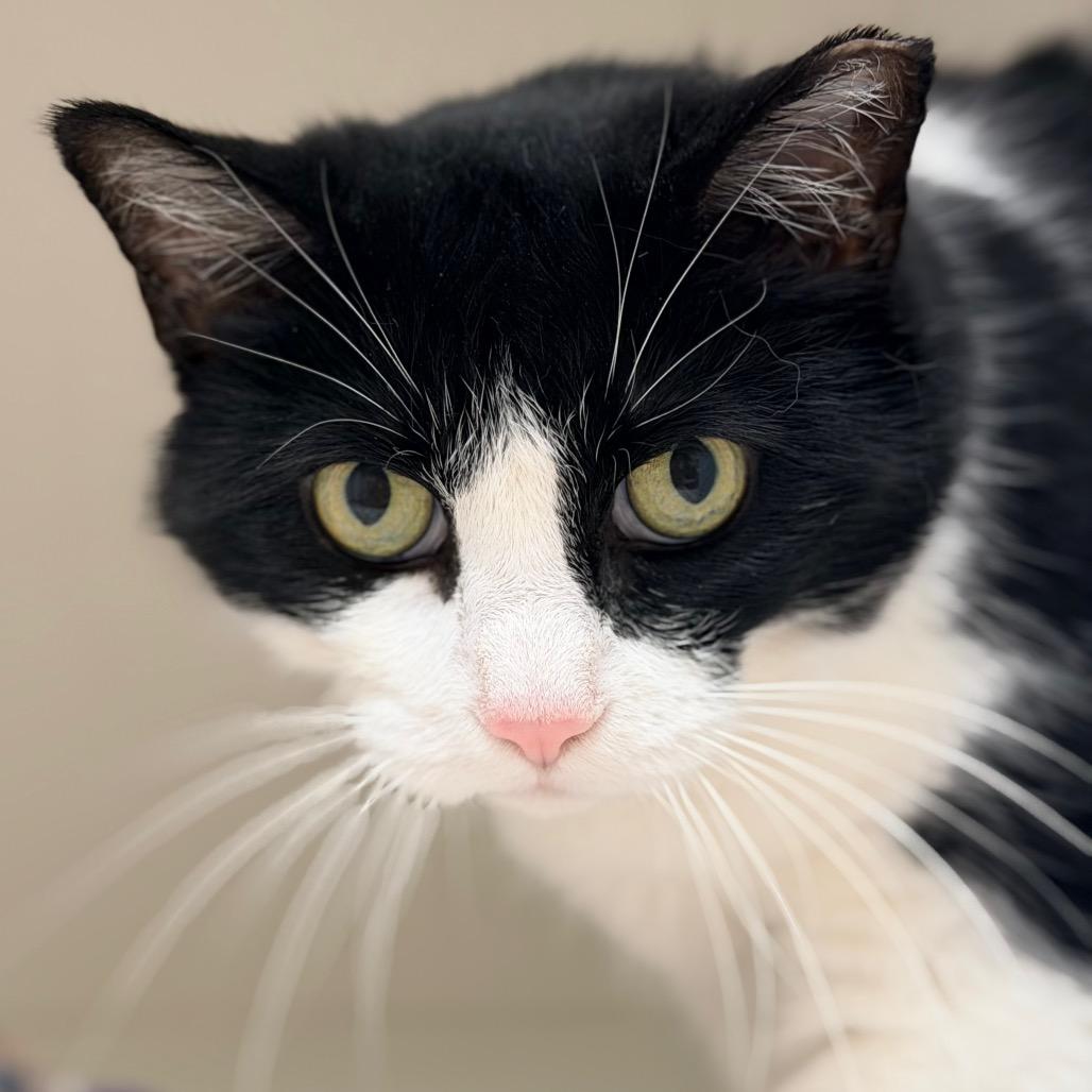 Enlarge Penny, a Adoptable Domestic Short Hair in Champaign, IL image 6/6