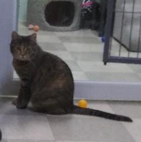 Enlarge Tigress, a Adoptable Domestic Short Hair in Libby, MT image 6/6