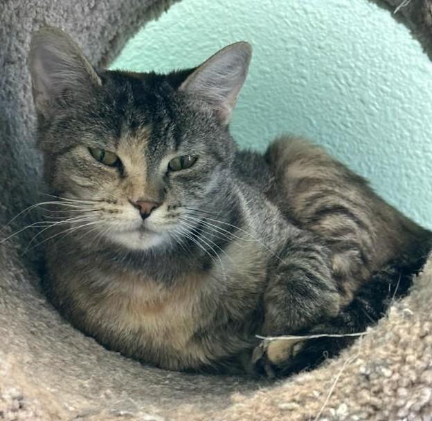 Tigress, Adoptable, Adult Female Domestic Short Hair.